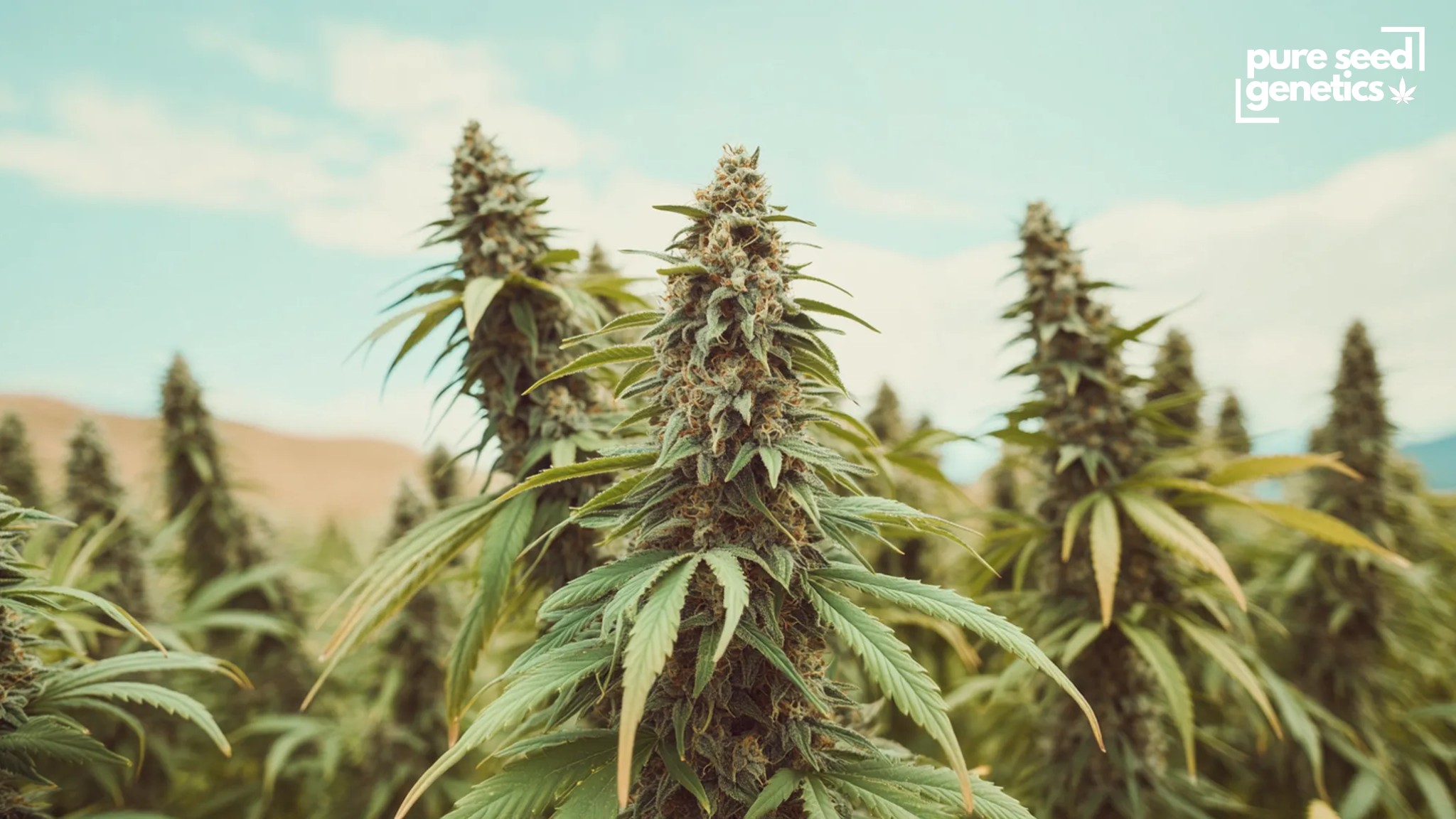 Choosing Outdoor Seeds To Grow In Your Climate