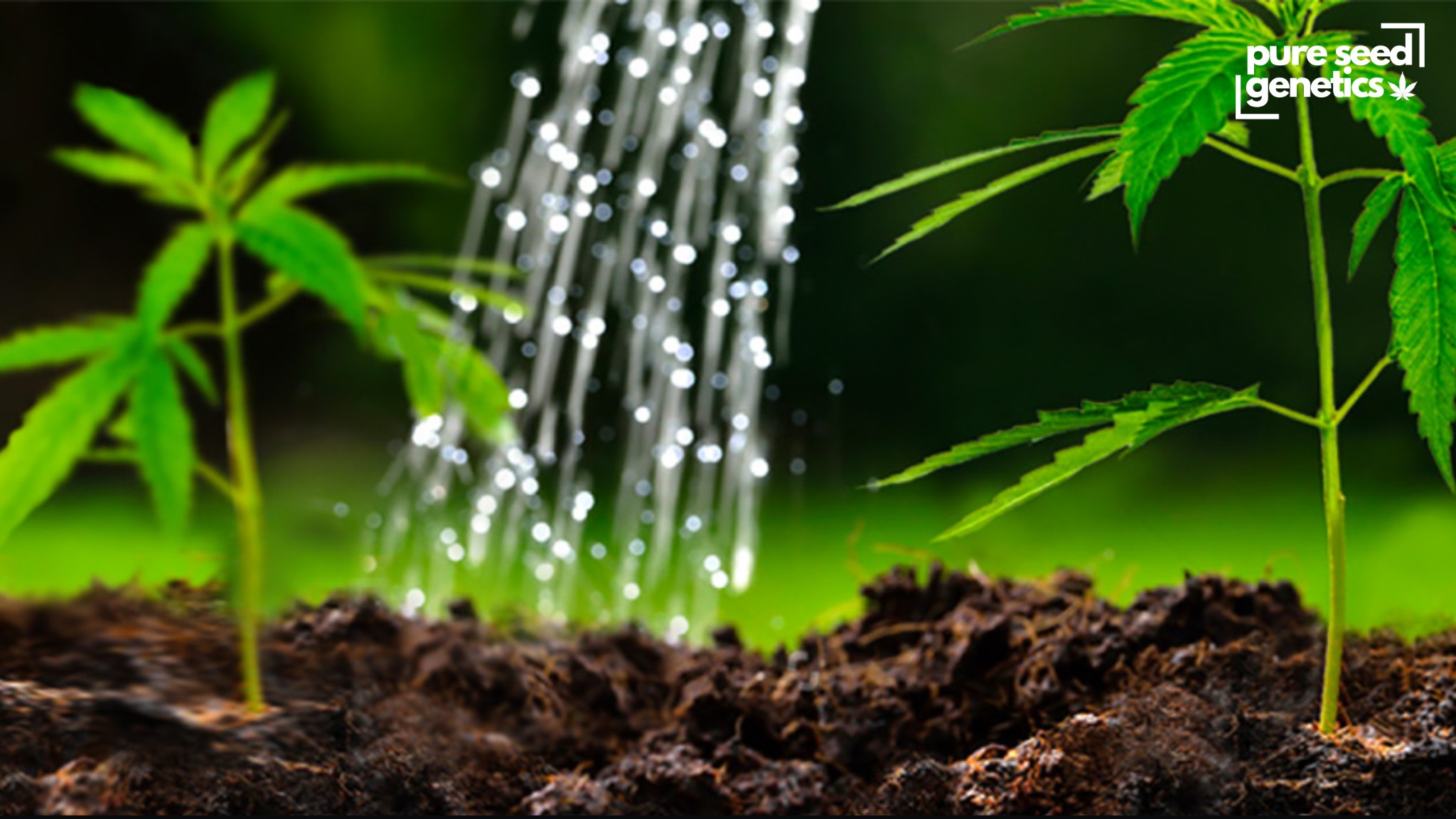 How To Water Cannabis Plants: A Comprehensive Guide