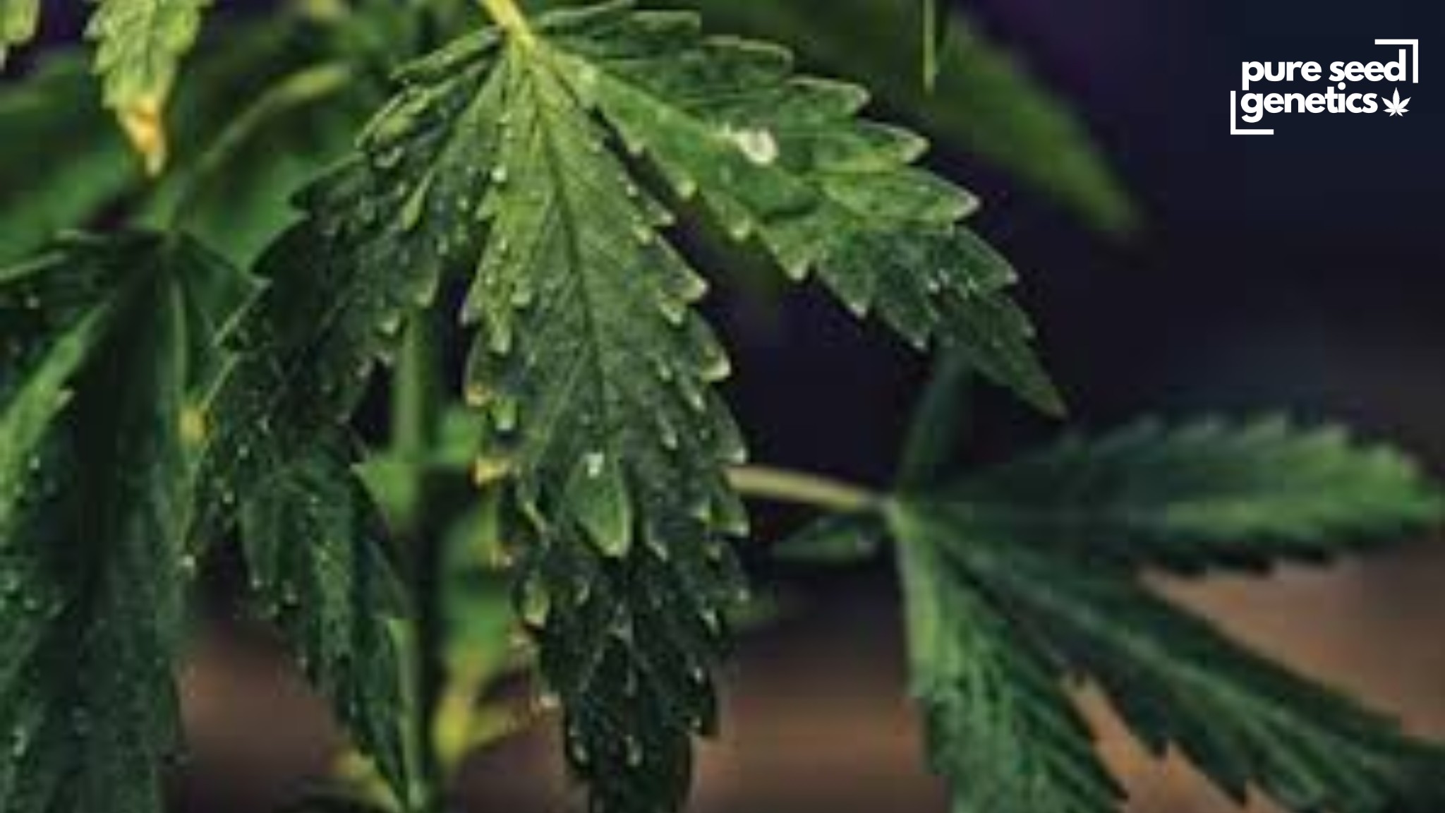 Watering Your Cannabis: How to Fix Overwatering and Underwatering