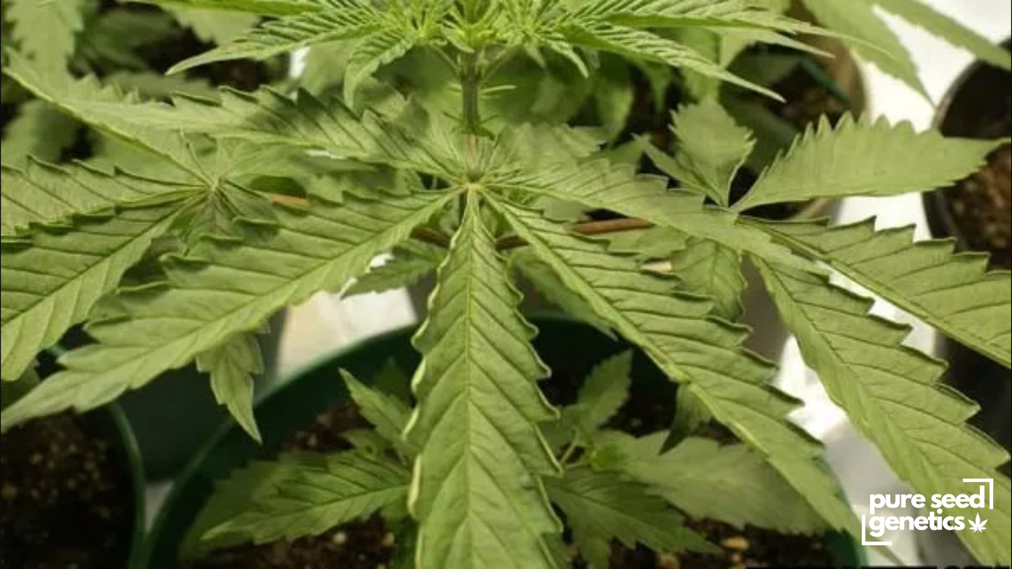 Why Are My Cannabis Leaves Curling? Common Causes and Remedies
