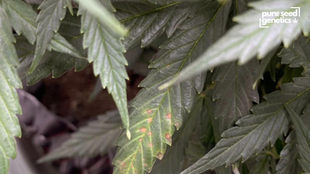 Calcium Deficiency (Ca)