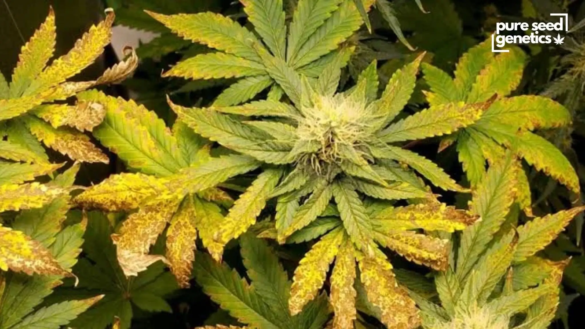 Cannabis Nutrient Deficiencies Explained