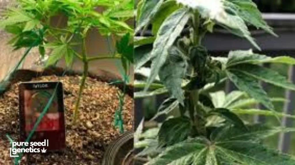 Indoor vs Outdoor Cannabis Growing