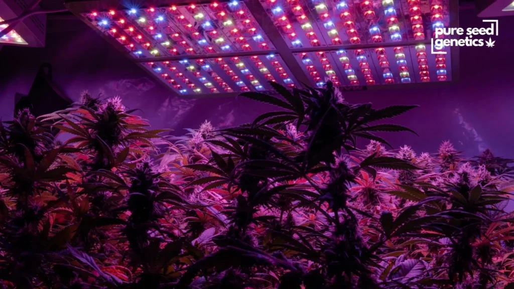 Indoor Cannabis Growing