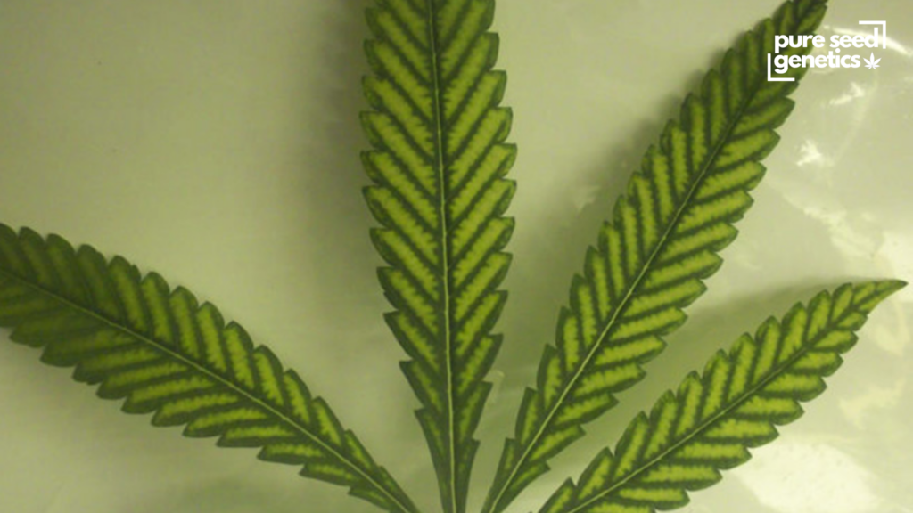 Magnesium Deficiency (Mg)