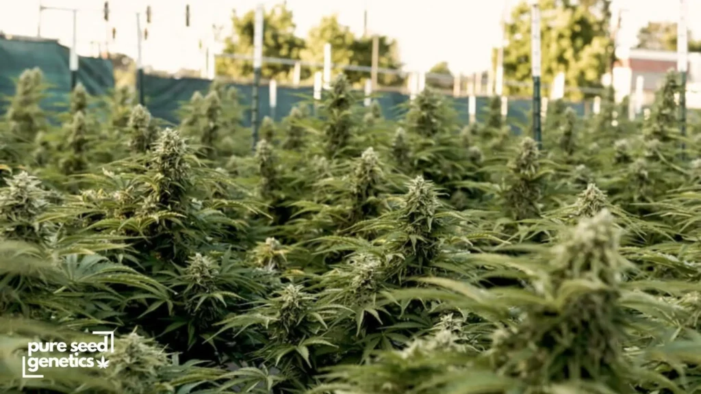 Outdoor Cannabis Growing