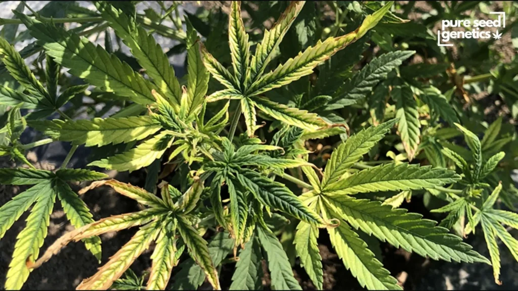 Potassium Deficiency (K)