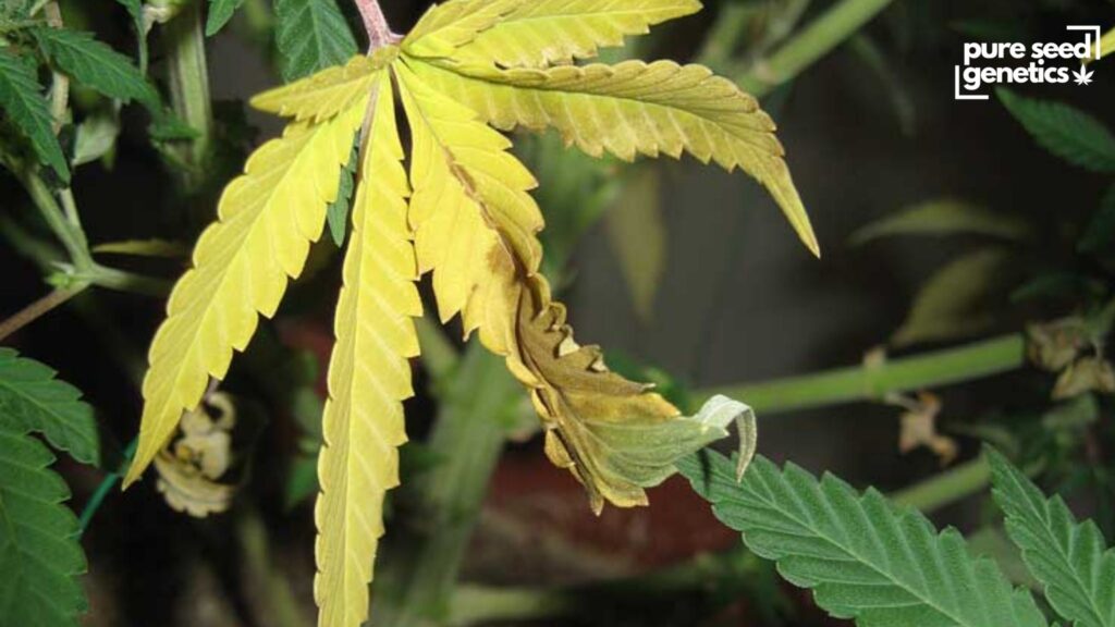 Nitrogen Deficiency (N)