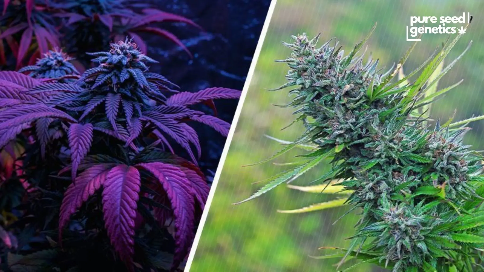 Indoor vs Outdoor Cannabis Growing