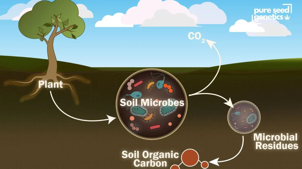 Soil vs Dirt: Why the Difference Matters