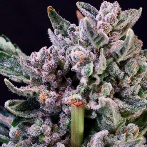 Gelato 41