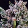 Purple-tinted Gelato F1 cannabis bud with dense trichomes — a stabilized Gelato 41 feminized seed line.