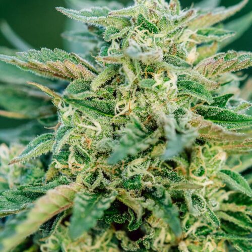 Grease Gun Autoflower