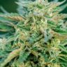 Resin-coated lime green Grease Gun Autoflower cannabis bud — Gorilla Glue x Mythic OG gas-heavy autoflower strain.