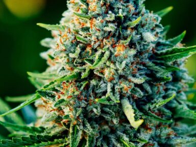 Gummibears Autoflower Seeds: Grow Guide & Review