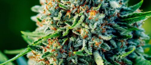 Gummibears Autoflower Seeds: Grow Guide & Review