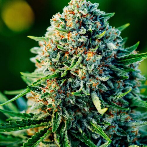Gummibears Autoflower