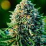 Compact Gummibears Autoflower cannabis bud with orange pistils — mold-resistant high-THC autoflower strain.