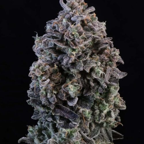 Mendo Breath Autoflower