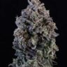 Frosty purple Mendo Breath Autoflower cannabis bud — award-winning high-THC autoflower strain from Pure Seed Genetics.