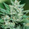 Dense trichome-covered Papa Smurf cannabis cola — a Blue Dream x Cotton Candy feminized strain with huge yields.